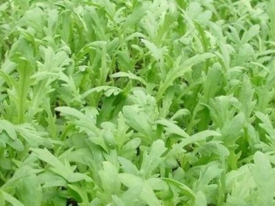 红河茼蒿种植中心 供应量20万株图5