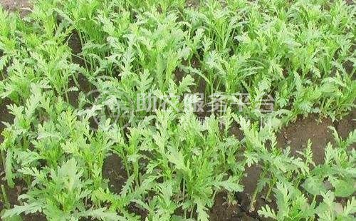 丽江建红茼蒿种植基地供应量3万株图2