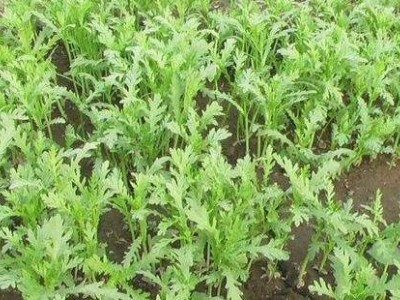 红河茼蒿种植中心 供应量20万株图8