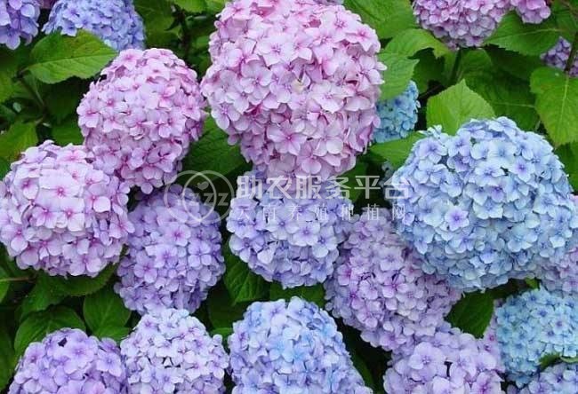 红河子旧绣球花种植中心 供应量15万株图7