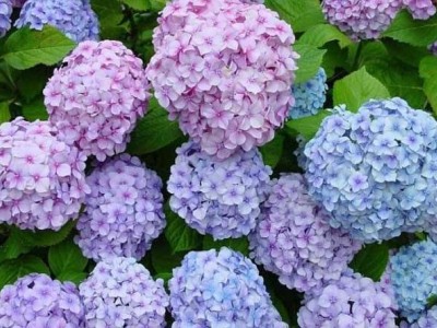 红河子旧绣球花种植中心 供应量15万株图7