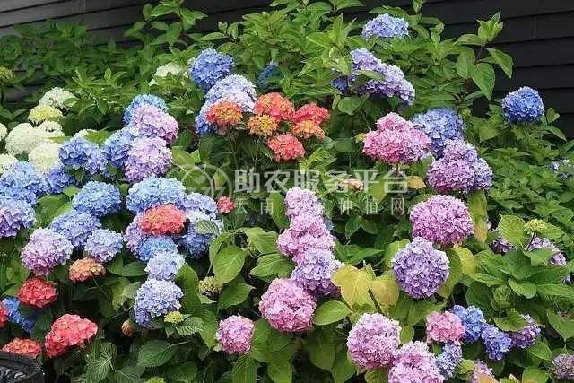 红河子旧绣球花种植中心 供应量15万株图6