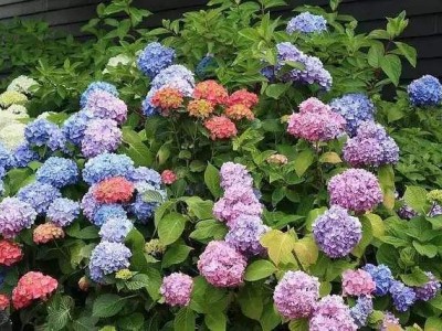 红河子旧绣球花种植中心 供应量15万株图6