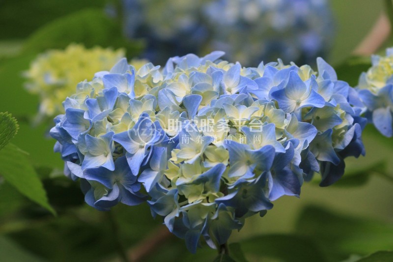 红河子旧绣球花种植中心 供应量15万株图3