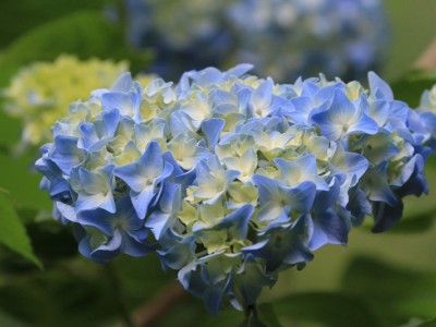 红河子旧绣球花种植中心 供应量15万株图3