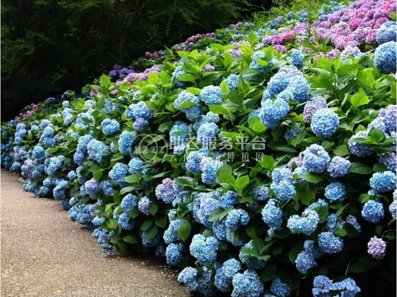 红河子旧绣球花种植中心 供应量15万株图2