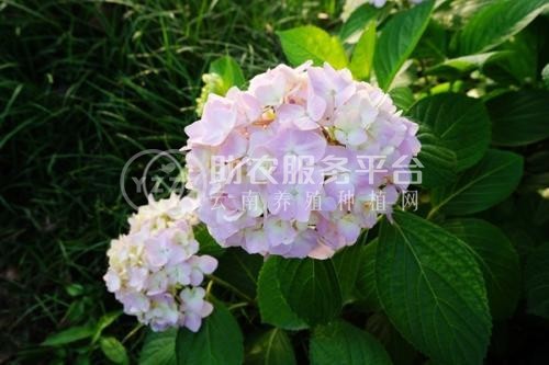 红河子旧绣球花种植中心 供应量15万株图1