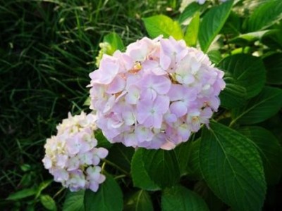 红河子旧绣球花种植中心 供应量15万株