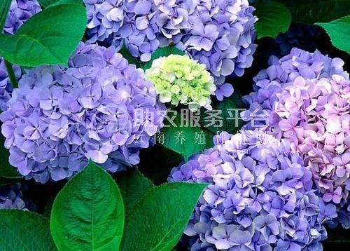 红河子旧绣球花种植中心 供应量15万株图5