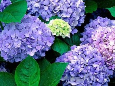 红河子旧绣球花种植中心 供应量15万株图5
