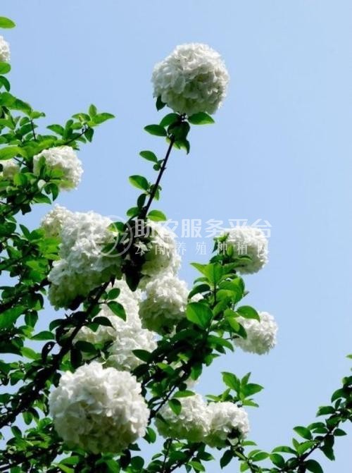 红河子旧绣球花种植中心 供应量15万株图4