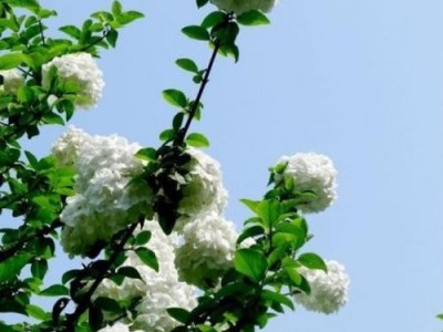 红河子旧绣球花种植中心 供应量15万株图4