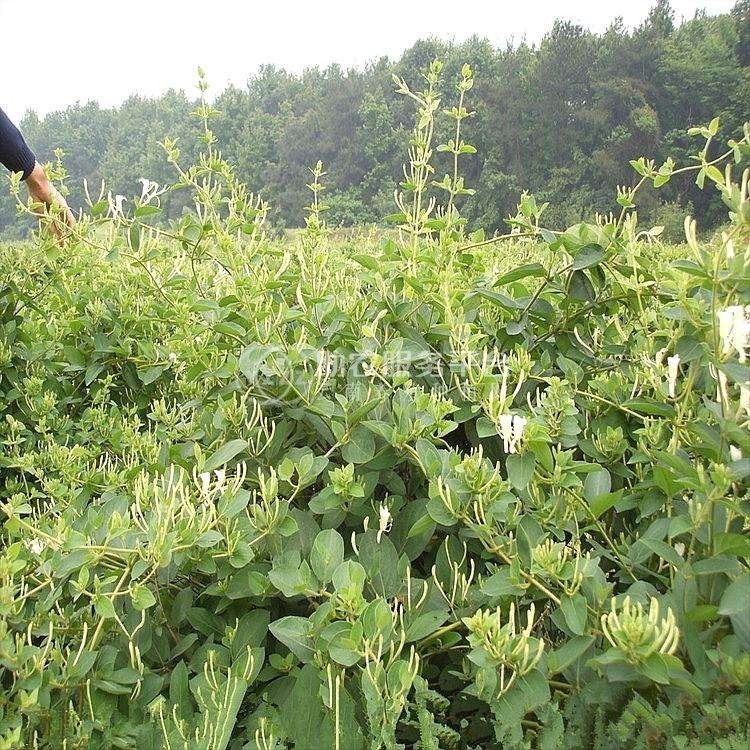 红河金银花种植中心 供应量30万株图6