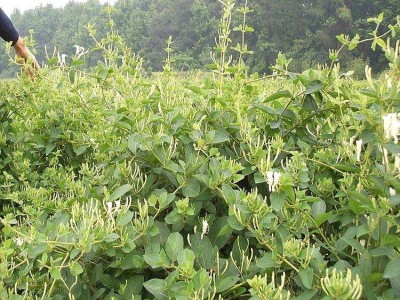红河金银花种植中心 供应量30万株图6