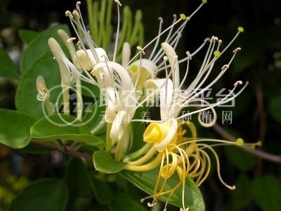 红河金银花种植中心 供应量30万株图2