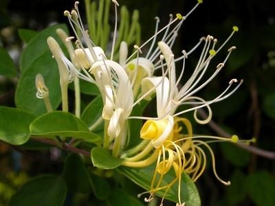 红河金银花种植中心 供应量30万株图2