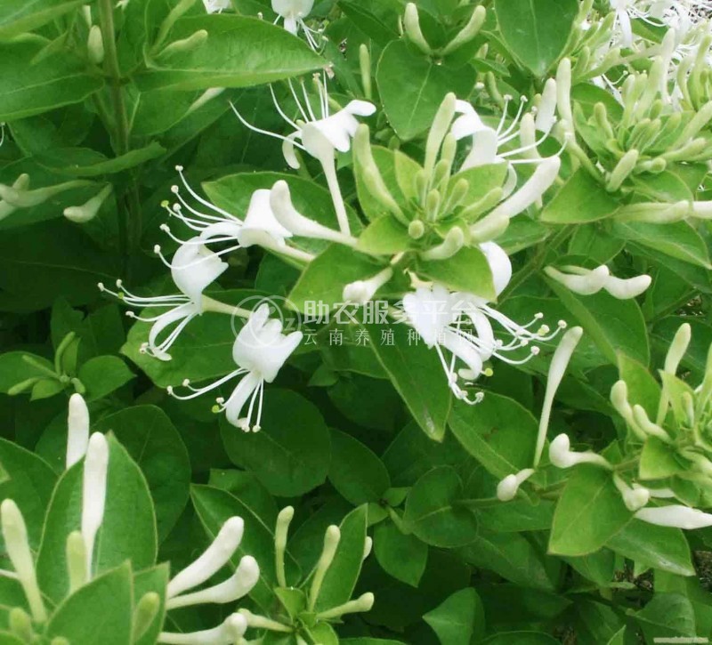 红河金银花种植中心 供应量30万株图7