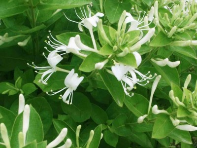 红河金银花种植中心 供应量30万株图7