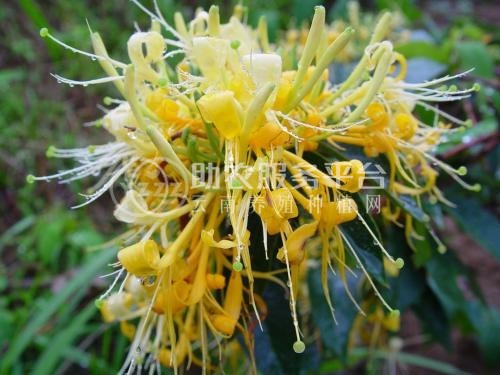 红河金银花种植中心 供应量30万株图3