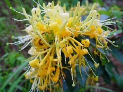 红河金银花种植中心 供应量30万株图3