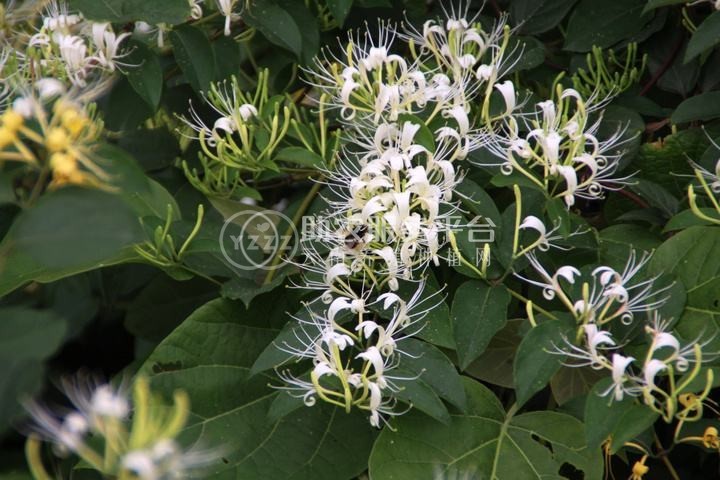 红河金银花种植中心 供应量30万株图5