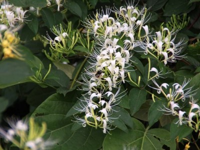 红河金银花种植中心 供应量30万株图5
