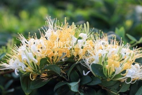 红河金银花种植中心 供应量30万株图1