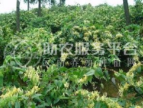 红河金银花种植中心 供应量30万株图4