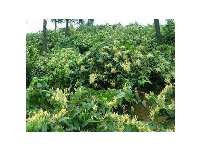 红河金银花种植中心 供应量30万株图4