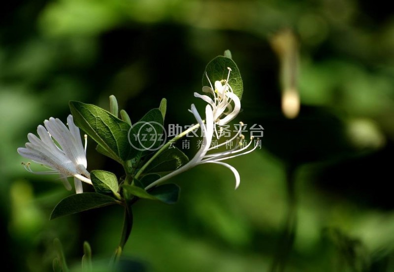 红河金银花种植中心 供应量30万株图8