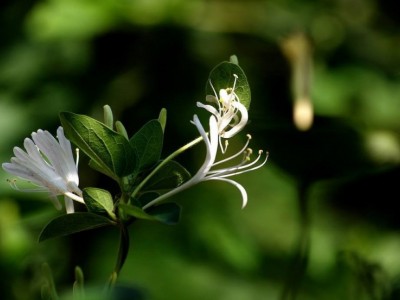 红河金银花种植中心 供应量30万株图8
