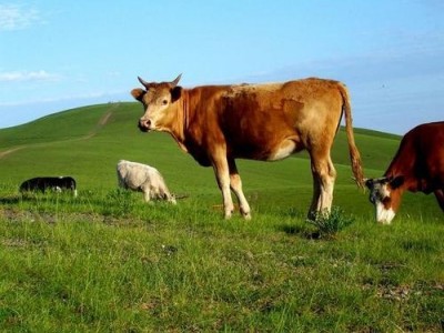 楚雄肉牛养殖基地供应量7万头图2