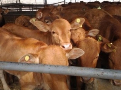楚雄肉牛养殖基地供应量7万头图3