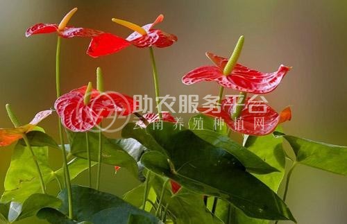 红河红掌种植中心 供应量15万株图1