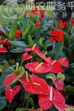 红河红掌种植中心 供应量15万株图5