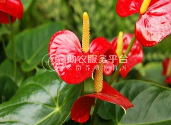 红河红掌种植中心 供应量15万株图3