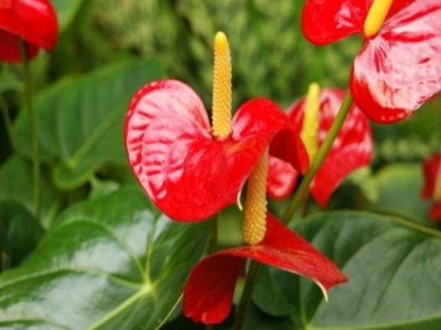 红河红掌种植中心 供应量15万株图3