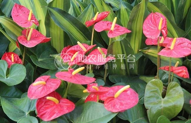 红河红掌种植中心 供应量15万株图2