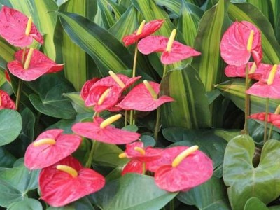 红河红掌种植中心 供应量15万株图2