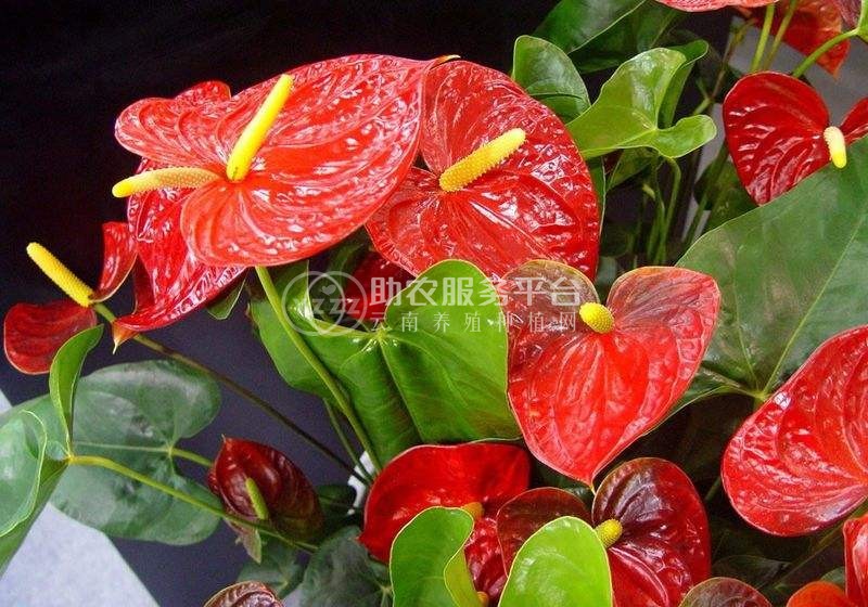 红河红掌种植中心 供应量15万株图8