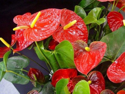红河红掌种植中心 供应量15万株图8