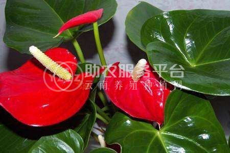 红河红掌种植中心 供应量15万株图4
