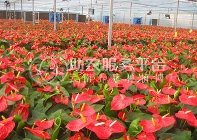 红河红掌种植中心 供应量15万株图6