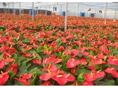 红河红掌种植中心 供应量15万株图6