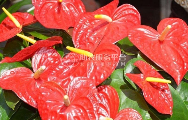 红河红掌种植中心 供应量15万株图7