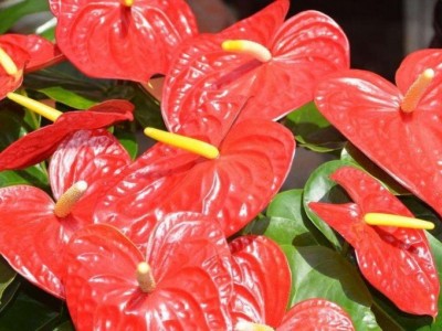 红河红掌种植中心 供应量15万株图7