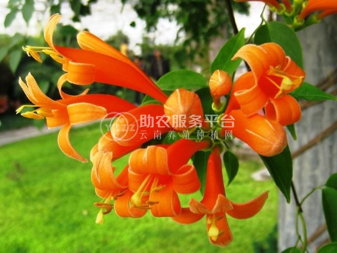 大理炮仗花种植基地供应3万株图1