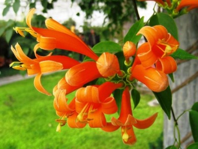 大理炮仗花种植基地供应3万株