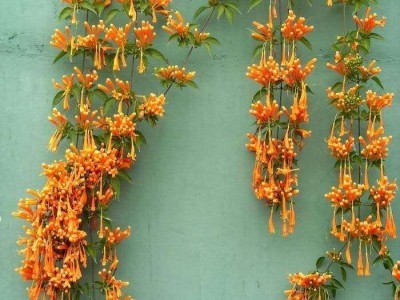 大理炮仗花种植基地供应3万株图2