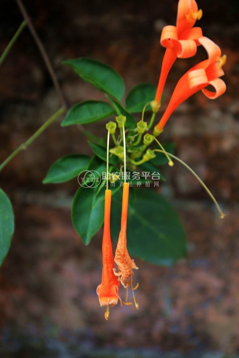 大理炮仗花种植基地供应3万株图3